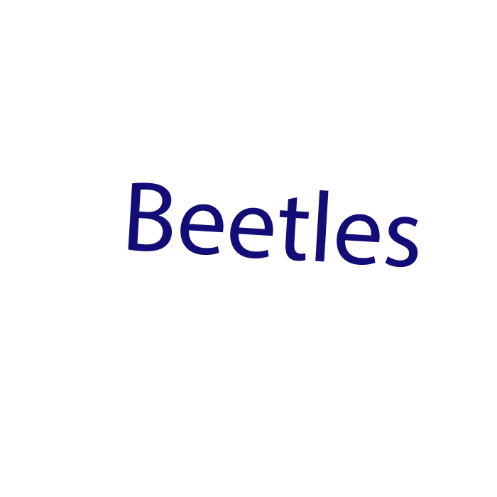 Beetles