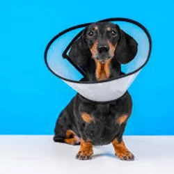 لباس و محافظ پس از جراحی سگ