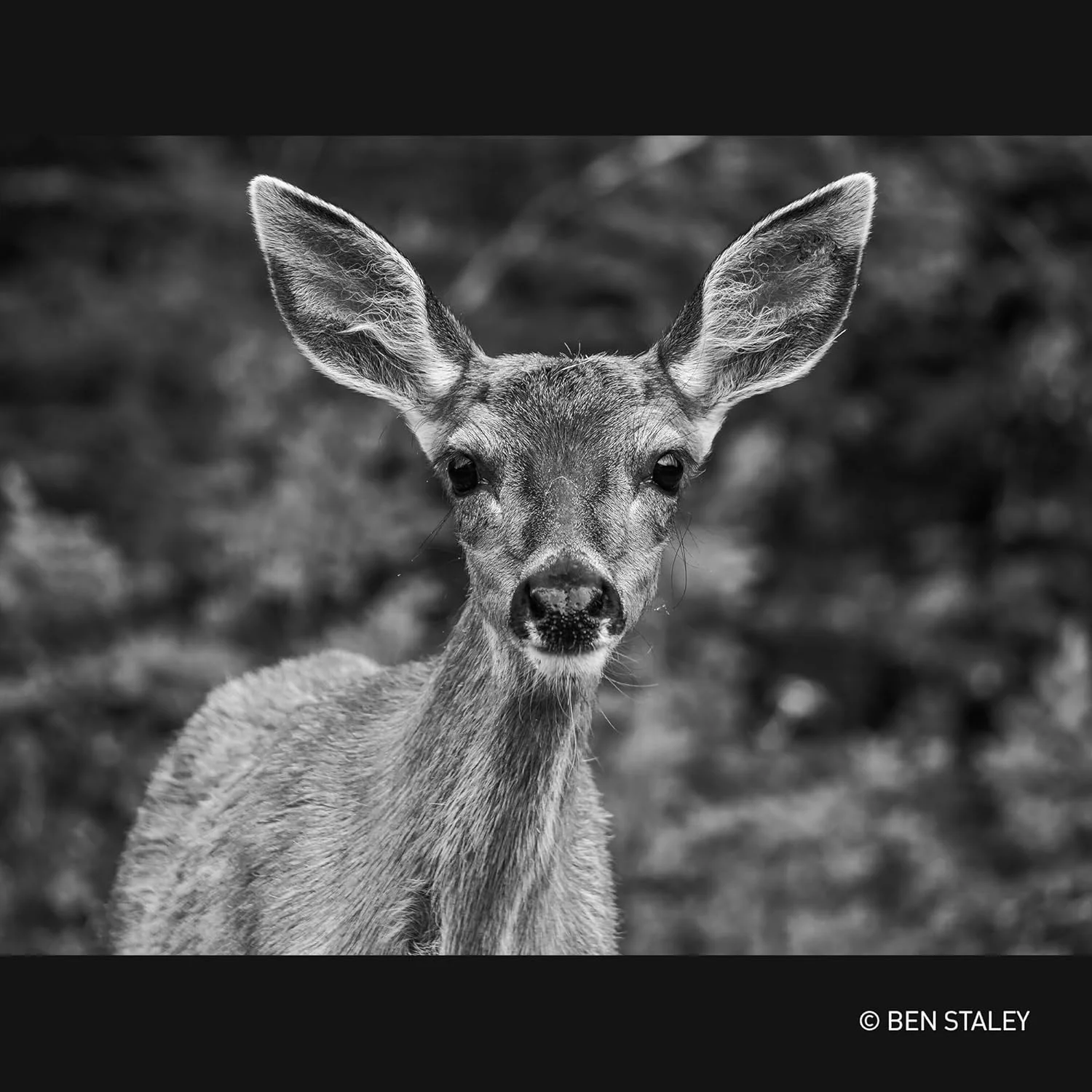 لنز زوم فوق العاده پاناسونیک Lumix H-RSA100400E Leica DG Vario-Elmar 100-400mm F4.0-6.3، لنز دوربین میکرو چهار سوم، لنز تله فوتو، Power OIS، مقاوم در برابر پاشش/گرد و غبار/یخ زدگی، ایده آل برای فیلمبرداری، مشکی لنز زوم فوق العاده پاناسونیک Lumix H-RSA100400E Leica DG Vario-Elmar 100-400mm F4.0-6.3، لنز دوربین میکرو چهار سوم، لنز تله فوتو، Power OIS، مقاوم در برابر پاشش/گرد و غبار/یخ زدگی، ایده آل برای فیلمبرداری، مشکی