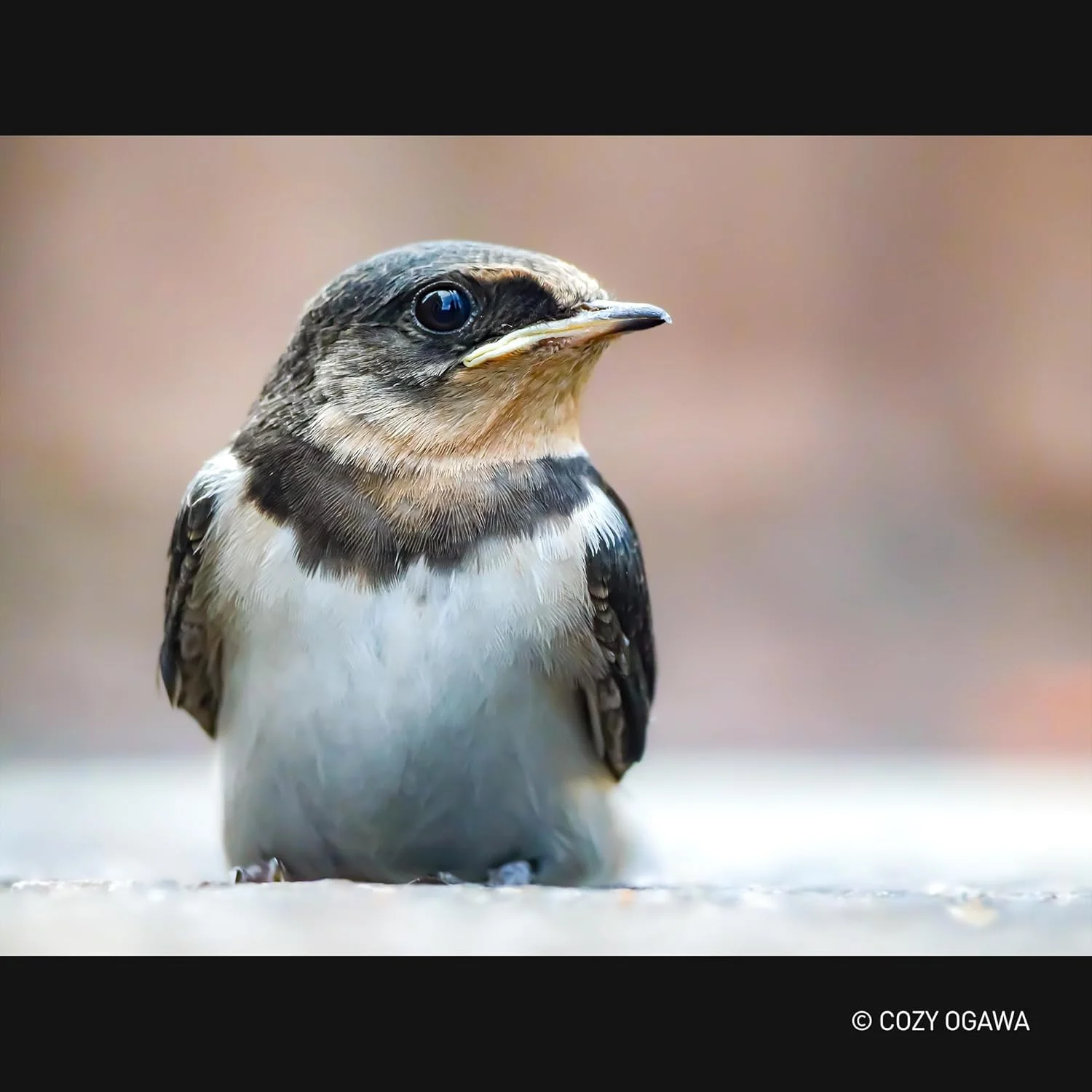 لنز زوم فوق العاده پاناسونیک Lumix H-RSA100400E Leica DG Vario-Elmar 100-400mm F4.0-6.3، لنز دوربین میکرو چهار سوم، لنز تله فوتو، Power OIS، مقاوم در برابر پاشش/گرد و غبار/یخ زدگی، ایده آل برای فیلمبرداری، مشکی لنز زوم فوق العاده پاناسونیک Lumix H-RSA100400E Leica DG Vario-Elmar 100-400mm F4.0-6.3، لنز دوربین میکرو چهار سوم، لنز تله فوتو، Power OIS، مقاوم در برابر پاشش/گرد و غبار/یخ زدگی، ایده آل برای فیلمبرداری، مشکی