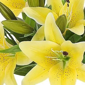 گل های مصنوعی سوسن ببری RERXN، گل های لاتکس، دکوراسیون منزل و جشن عروسی، بسته 5 عددی زرد گل های مصنوعی سوسن ببری RERXN، گل های لاتکس، دکوراسیون منزل و جشن عروسی، بسته 5 عددی زرد