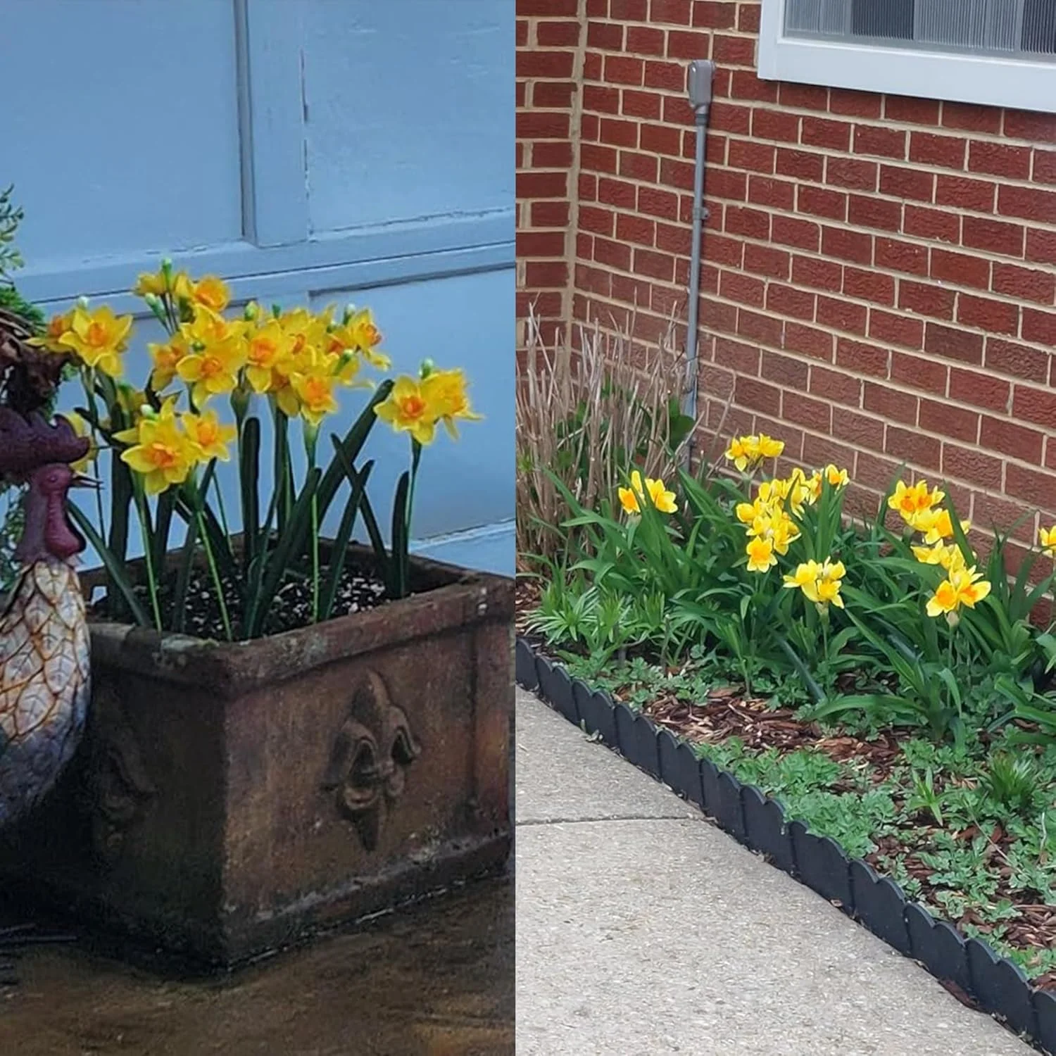 Hananona 10 شاخه گل نرگس مصنوعی، گل های بهاری مصنوعی نرگس، گل آرایی گل نرگس ابریشمی مصنوعی برای دکوراسیون داخلی و خارجی منزل و عروسی (10، زرد) Hananona 10 شاخه گل نرگس مصنوعی، گل های بهاری مصنوعی نرگس، گل آرایی گل نرگس ابریشمی مصنوعی برای دکوراسیون داخلی و خارجی منزل و عروسی (10، زرد)