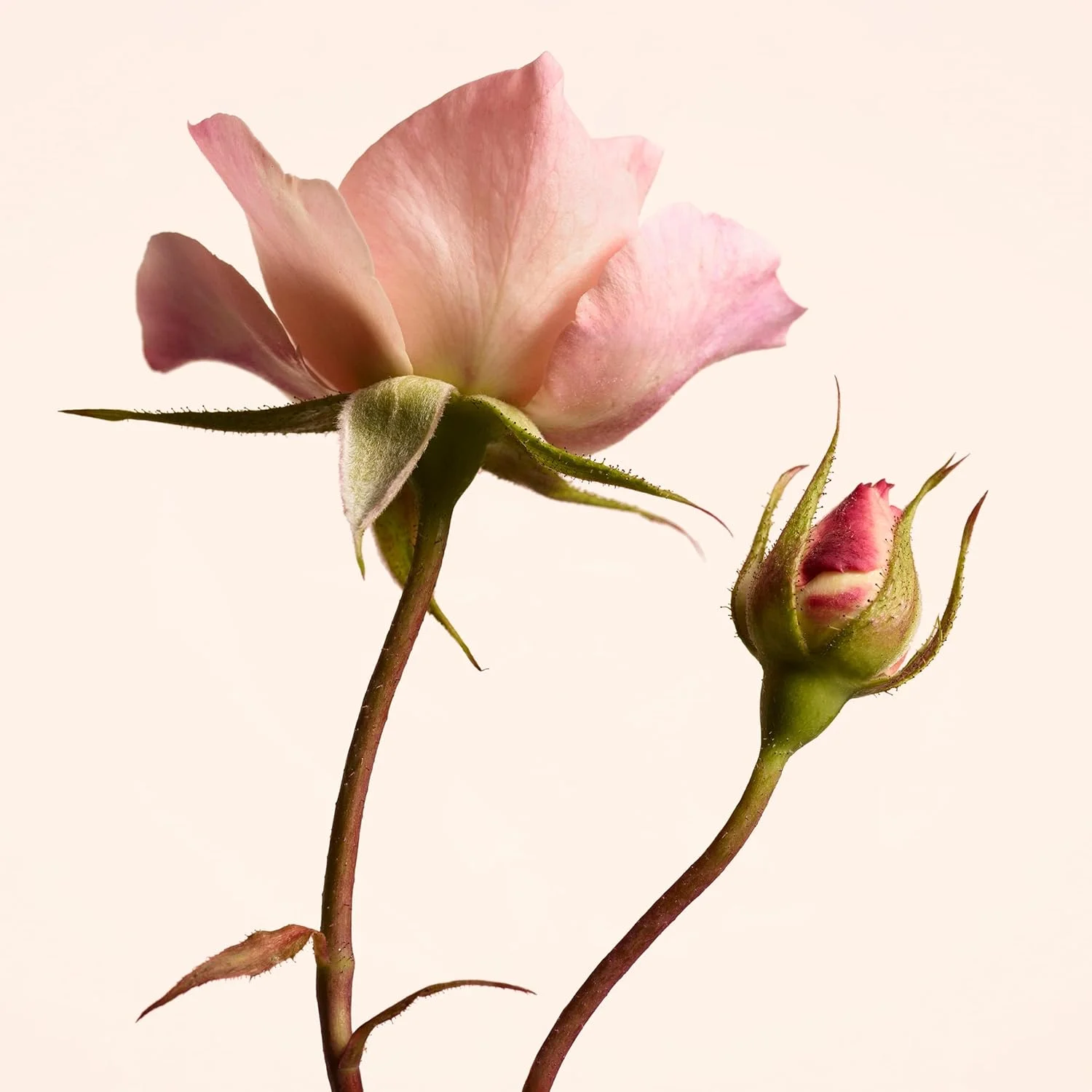 ادو پرفیوم زنانه باربری Signatures Garden Roses، 100 میلی لیتر ادو پرفیوم زنانه باربری Signatures Garden Roses، 100 میلی لیتر