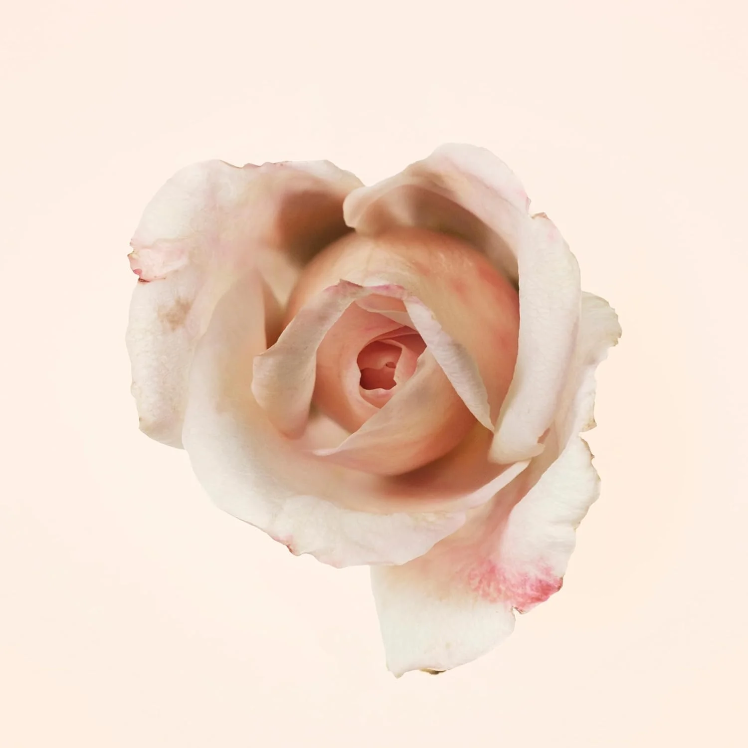 ادو پرفیوم زنانه باربری Signatures Garden Roses، 100 میلی لیتر ادو پرفیوم زنانه باربری Signatures Garden Roses، 100 میلی لیتر