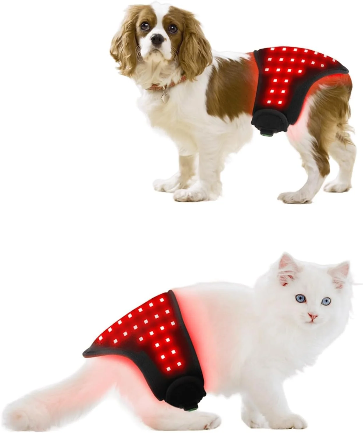 کمربند نور درمانی مادون قرمز قرمز، دستگاه پد نور درمانی قرمز برای سگ ها و گربه ها، پوشیدنی قابل حمل با زمان بندی خودکار، روکش نور درمانی قرمز برای مراقبت از زخم، درد مفاصل. کمربند نور درمانی مادون قرمز قرمز، دستگاه پد نور درمانی قرمز برای سگ ها و گربه ها، پوشیدنی قابل حمل با زمان بندی خودکار، روکش نور درمانی قرمز برای مراقبت از زخم، درد مفاصل.