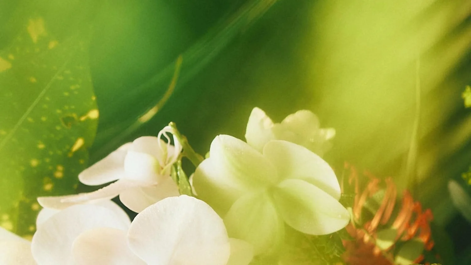 روغن عطر یاسمن تیاره جوارا | رولی | رایحه گلی برای زنان | مواد طبیعی | ماندگاری طولانی لوکس | بدون الکل | بدون پارابن و سولفات | 10 میلی لیتر روغن عطر یاسمن تیاره جوارا | رولی | رایحه گلی برای زنان | مواد طبیعی | ماندگاری طولانی لوکس | بدون الکل | بدون پارابن و سولفات | 10 میلی لیتر