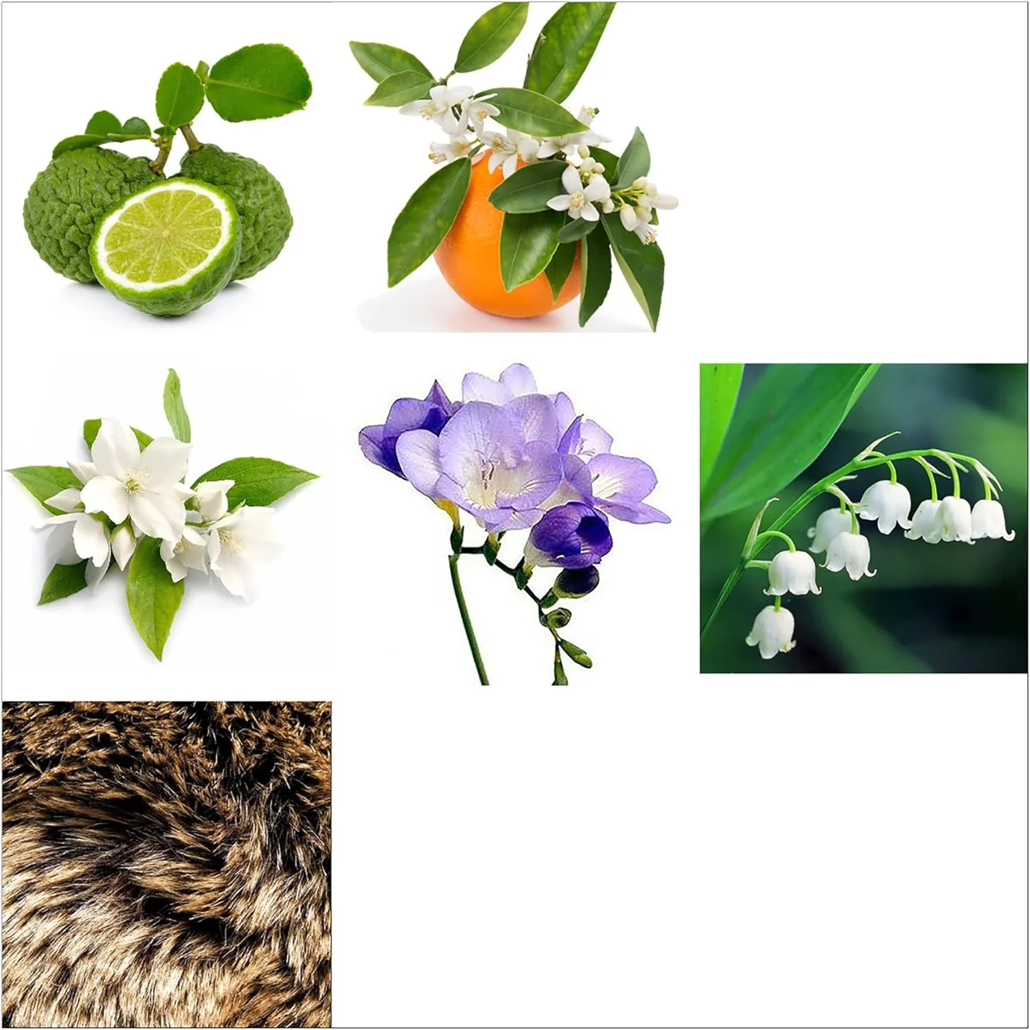 ادکلن زنانه ریچل زوئی اینستینکت - 100 میل - ادو پرفیوم اسپری - عطری زنانه با تعادل کامل برای زنان - بیدار کردن حواس با رایحه ماندگار و خاص طراح ادکلن زنانه ریچل زوئی اینستینکت - 100 میل - ادو پرفیوم اسپری - عطری زنانه با تعادل کامل برای زنان - بیدار کردن حواس با رایحه ماندگار و خاص طراح