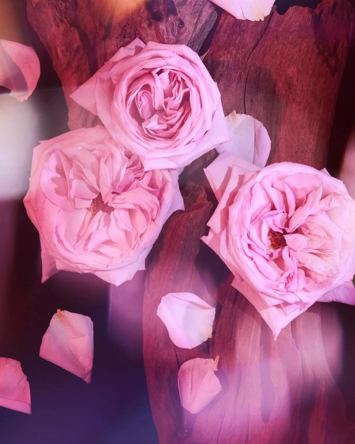 اسپری مسافرتی ادو پرفیوم اینتنس KAYALI OUDGASM ROSE OUD | 16 حجم 10 میلی لیتر اسپری مسافرتی ادو پرفیوم اینتنس KAYALI OUDGASM ROSE OUD | 16 حجم 10 میلی لیتر