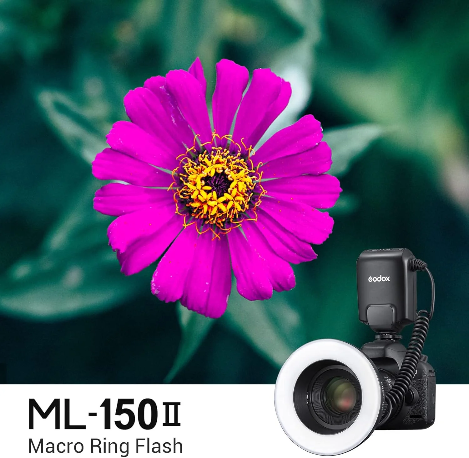 فلاش حلقوی ماکرو Godox ML150II، نور عالی برای عکاسی ماکرو، 4 عدد باتری آلکالاین AA، روشنایی قابل تنظیم، عدد راهنمای بالا GN12 فلاش حلقوی ماکرو Godox ML150II، نور عالی برای عکاسی ماکرو، 4 عدد باتری آلکالاین AA، روشنایی قابل تنظیم، عدد راهنمای بالا GN12