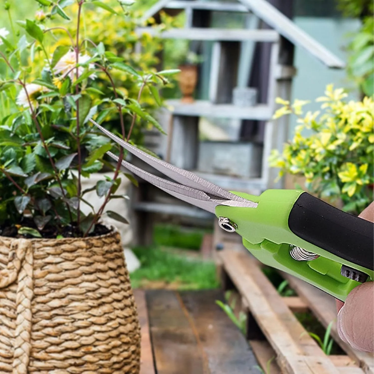 قیچی باغبانی بونسای WANAM، 1 عدد قیچی باغبانی، قیچی هرس، قیچی چیدن میوه، جنس استیل ضد زنگ بادوام با دسته ضد لغزش قیچی باغبانی بونسای WANAM، 1 عدد قیچی باغبانی، قیچی هرس، قیچی چیدن میوه، جنس استیل ضد زنگ بادوام با دسته ضد لغزش