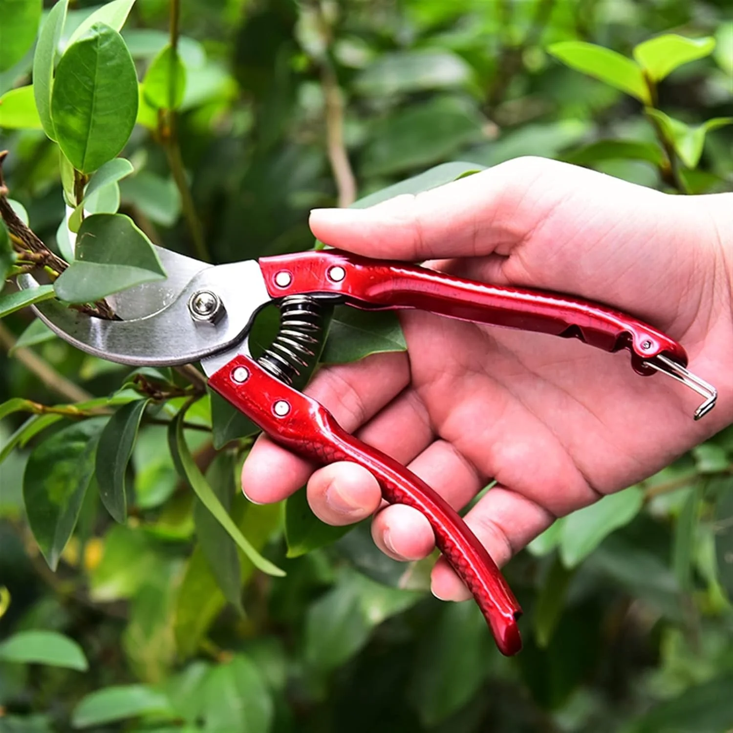 قیچی باغبانی بونسای WANAM، ابزار هرس باغ، قیچی چیدن فولاد کربنی SK5، قیچی بونسای قابل استفاده برای هرس گیاهان گلدانی و چیدن میوه ها (رنگ: طلایی) قیچی باغبانی بونسای WANAM، ابزار هرس باغ، قیچی چیدن فولاد کربنی SK5، قیچی بونسای قابل استفاده برای هرس گیاهان گلدانی و چیدن میوه ها (رنگ: طلایی)