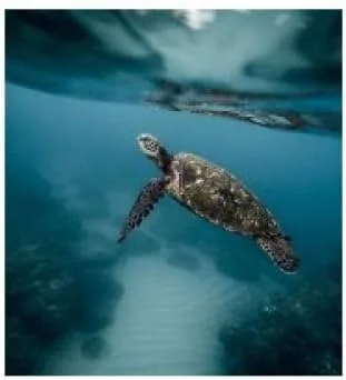 قیچی ناخن طرح لاک پشت دریایی اقیانوس، ابزار علمی و طبیعی، قیچی استیل ضد زنگ