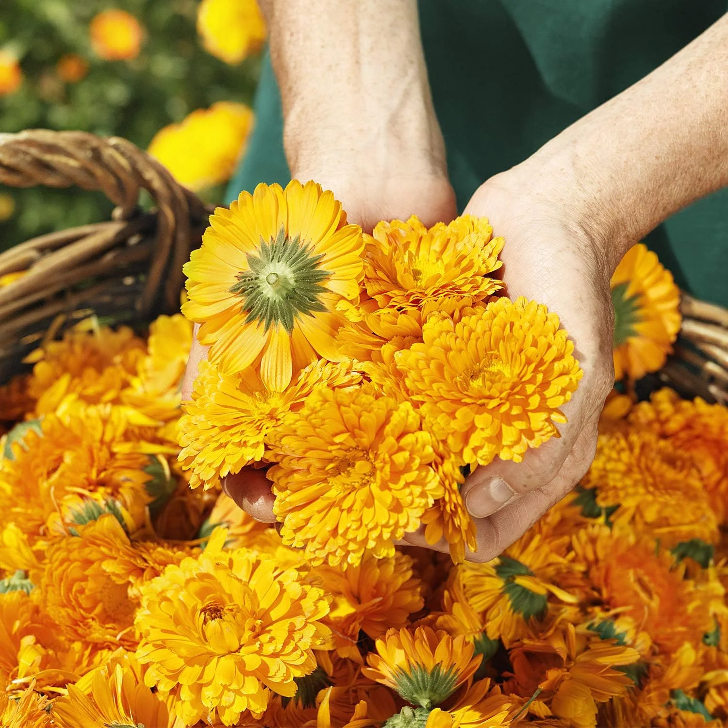 لوسیون بدن کودک Weleda Calendula، 6.8 اونس لوسیون بدن کودک Weleda Calendula، 6.8 اونس