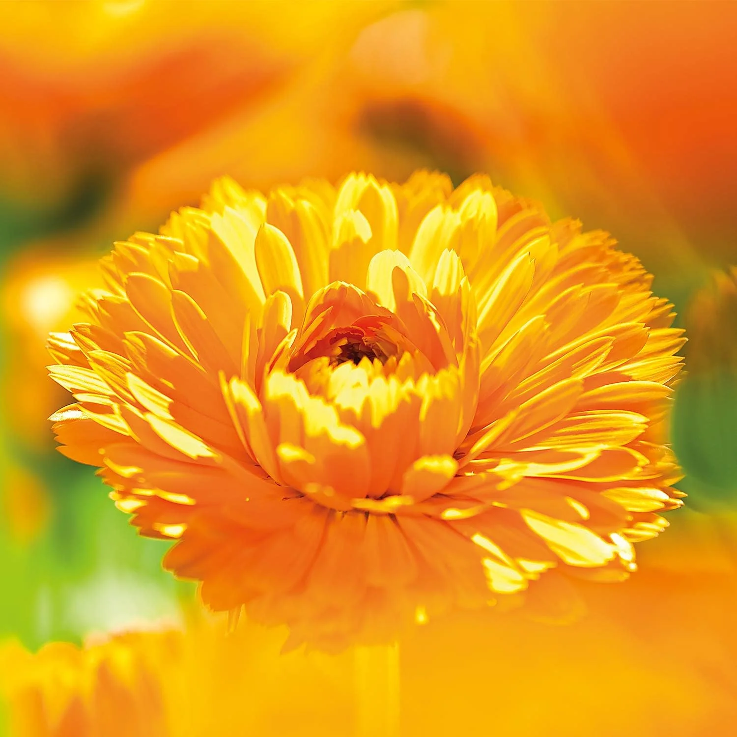 لوسیون بدن کودک Weleda Calendula، 6.8 اونس لوسیون بدن کودک Weleda Calendula، 6.8 اونس