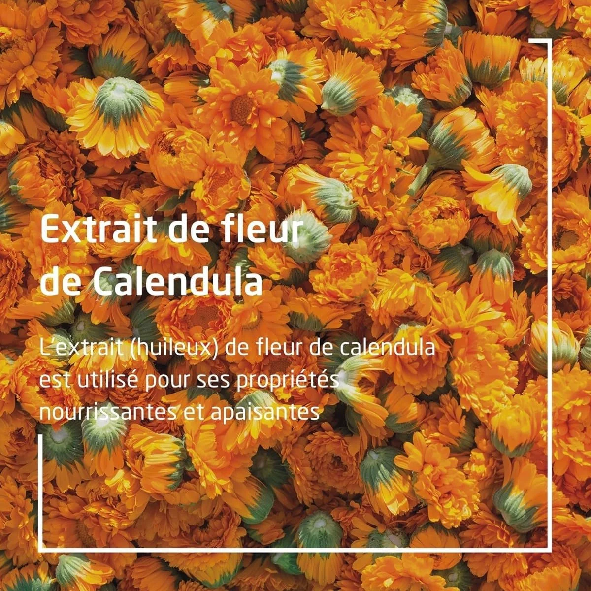 روغن بچه کالاندولا Weleda، 200 میلی لیتر