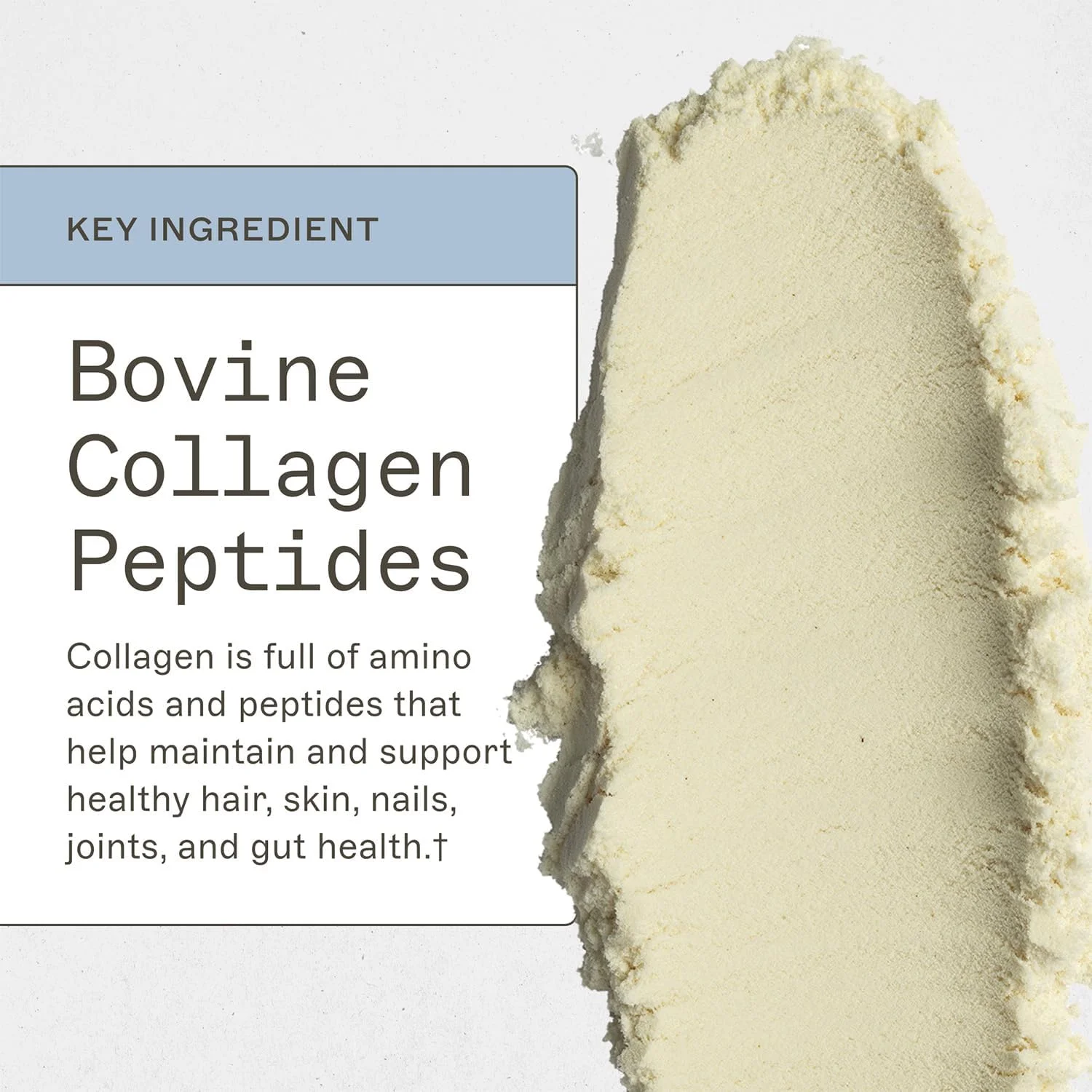 پودر پروتئین پالئو دکتر ایمی مایرز - حاوی پپتیدهای کلاژن برای سلامت روده - پشتیبانی از مو، پوست و ناخن - غیر GMO، بدون گلوتن، غیر لبنی و موارد دیگر - دانه وانیل - 19.54 اونس (20 وعده)