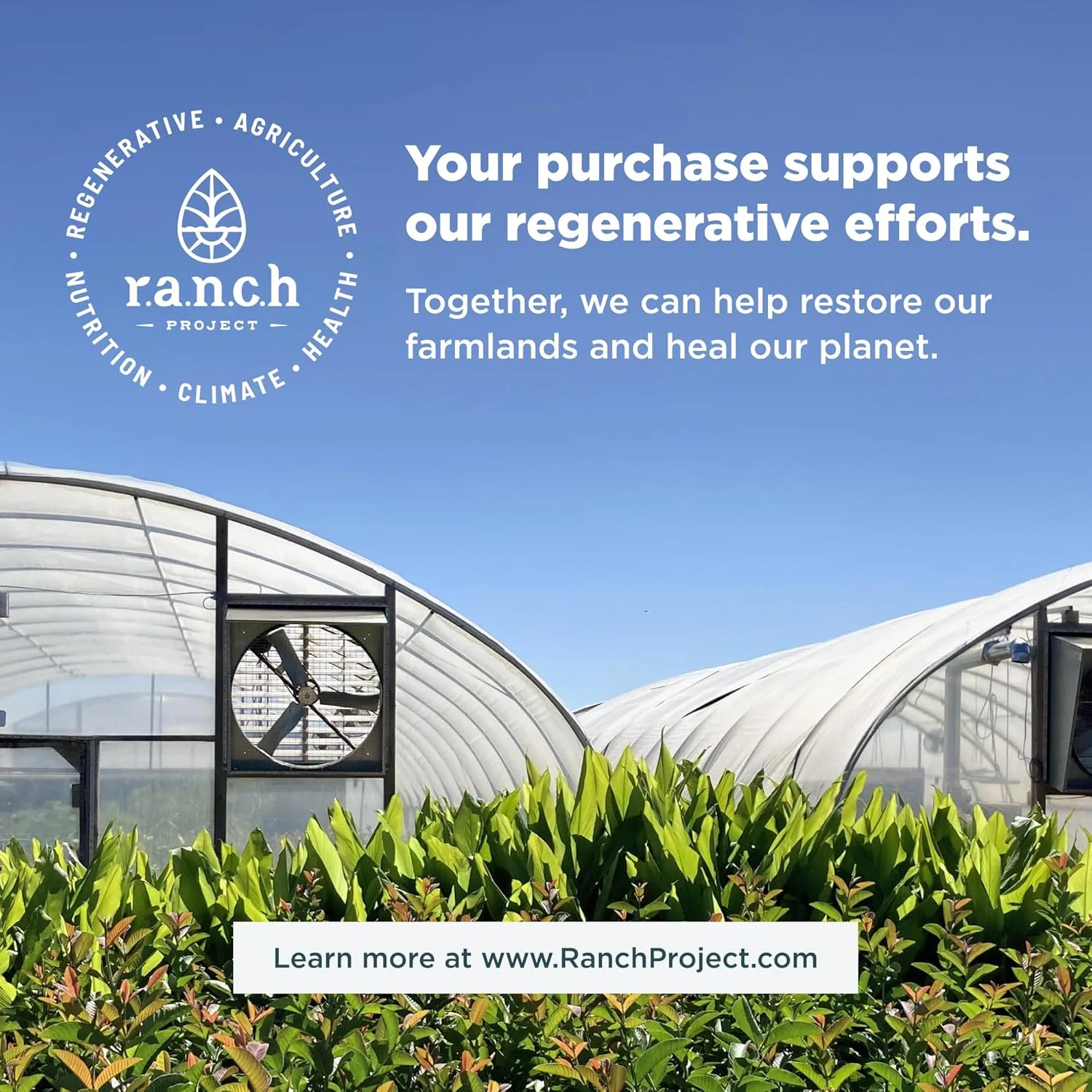 Ancient Nutrition, کلاژن آب قلم، خالص، 450 گرم (15.9 اونس) Ancient Nutrition, کلاژن آب قلم، خالص، 450 گرم (15.9 اونس)