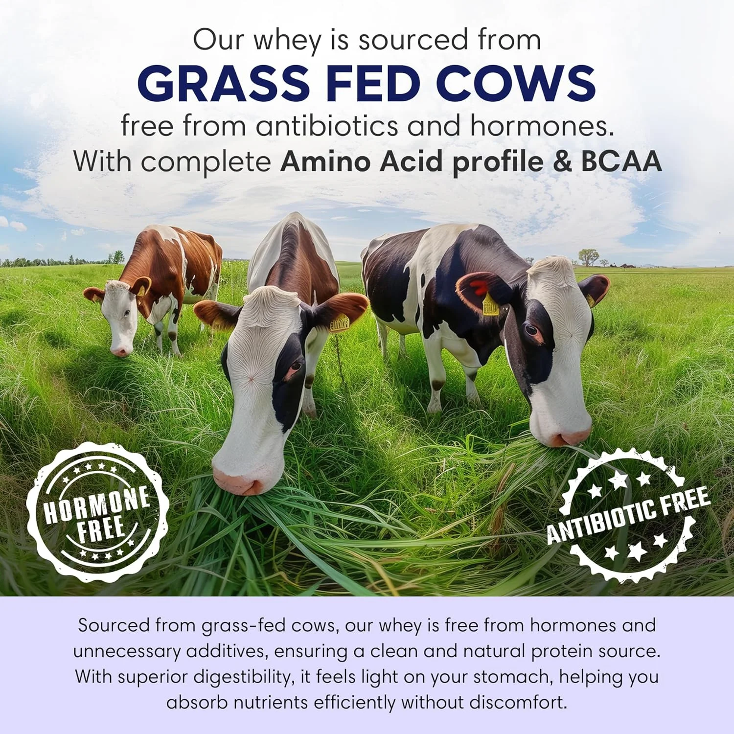 پودر پروتئین وی فوداسترانگ (کنسانتره + ایزوله)، 100% وی بدون هورمون و تغذیه شده با علف، 26 گرم پروتئین و 6.6 گرم BCAA، شکلات بادام، با زردچوبه و آنزیم های گوارشی، 1 کیلوگرم پودر پروتئین وی فوداسترانگ (کنسانتره + ایزوله)، 100% وی بدون هورمون و تغذیه شده با علف، 26 گرم پروتئین و 6.6 گرم BCAA، شکلات بادام، با زردچوبه و آنزیم های گوارشی، 1 کیلوگرم