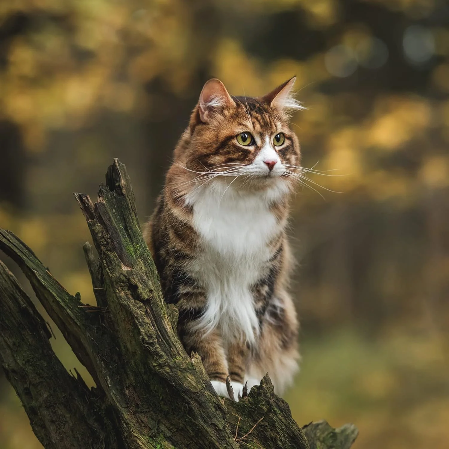 غذای خشک گربه بالغ بدون غلات Arden Grange با طعم مرغ تازه و سیب زمینی 400 گرم