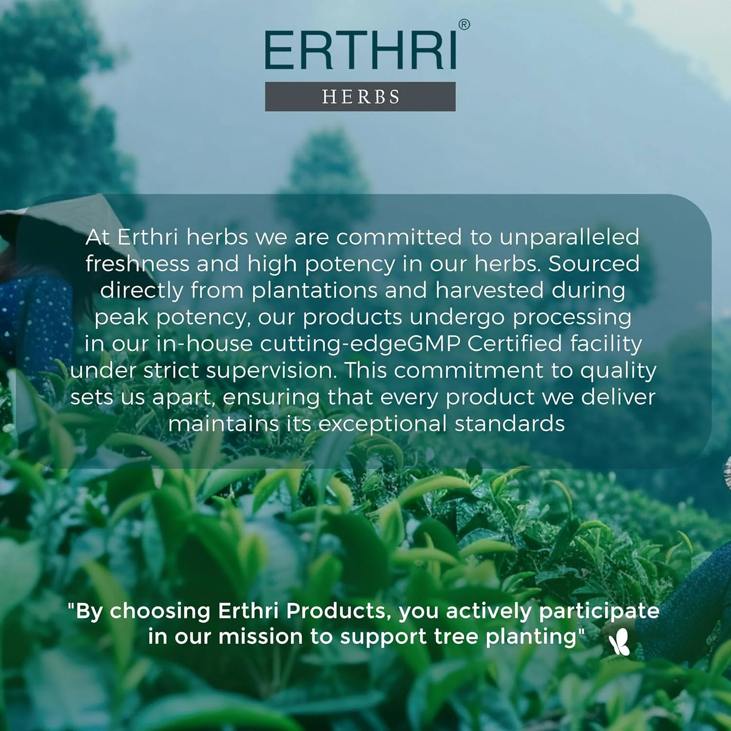 قرص مورینگا ارثری - 12000 میلی گرم در هر وعده، 90 قرص | 100% عصاره طبیعی برگ گز روغنی | تقویت کننده ایمنی | پشتیبانی از هضم و اشتها | مکمل گیاهی و ارگانیک قرص مورینگا ارثری - 12000 میلی گرم در هر وعده، 90 قرص | 100% عصاره طبیعی برگ گز روغنی | تقویت کننده ایمنی | پشتیبانی از هضم و اشتها | مکمل گیاهی و ارگانیک