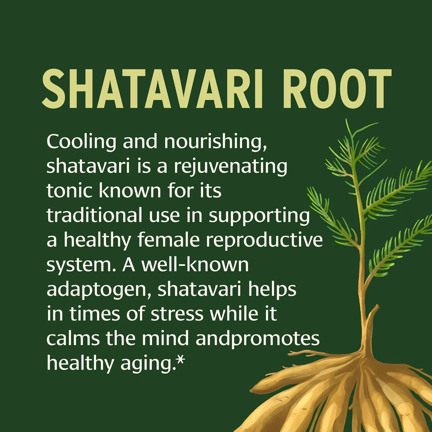 قرص شاتاواری بانیان بوتانیکالز - ریشه مارچوبه ریسموسوس ارگانیک - تونیک آداپتوژن احیا کننده که از یک سیستم تولید مثل سالم پشتیبانی می کند* - 90 قرص - غیر GMO، با منبع پایدار، وگان قرص شاتاواری بانیان بوتانیکالز - ریشه مارچوبه ریسموسوس ارگانیک - تونیک آداپتوژن احیا کننده که از یک سیستم تولید مثل سالم پشتیبانی می کند* - 90 قرص - غیر GMO، با منبع پایدار، وگان