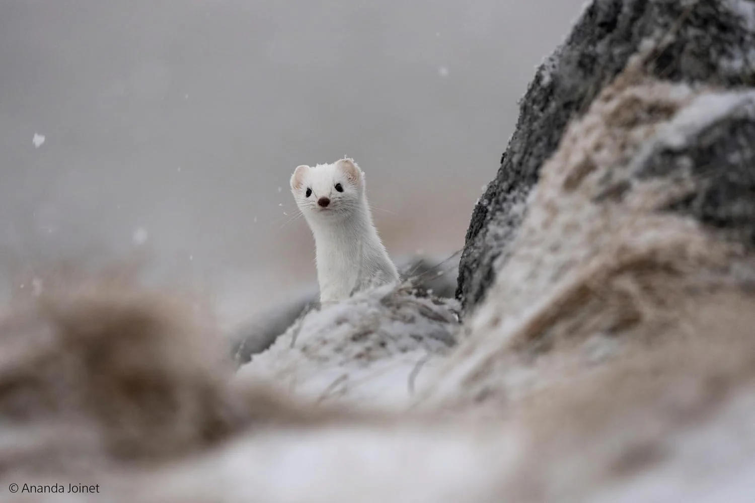 لنز سونی FE 400-800mm F6.3–8 G OSS – زوم سوپر تله فوتو برای دوربین های فول فریم E-Mount بدون آینه لنز سونی FE 400-800mm F6.3–8 G OSS – زوم سوپر تله فوتو برای دوربین های فول فریم E-Mount بدون آینه