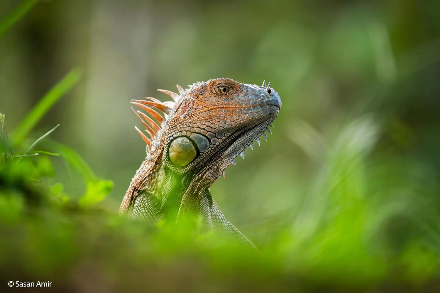 لنز سونی FE 400-800mm F6.3–8 G OSS – زوم سوپر تله فوتو برای دوربین های فول فریم E-Mount بدون آینه لنز سونی FE 400-800mm F6.3–8 G OSS – زوم سوپر تله فوتو برای دوربین های فول فریم E-Mount بدون آینه