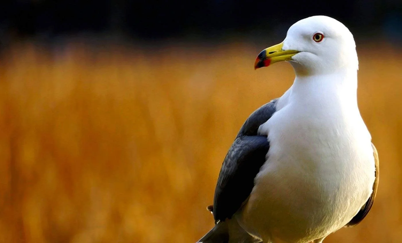 آداپتور برق متناوب Promage PMAC-EL15 به همراه شارژر برای Nikon En-EL 15 آداپتور برق متناوب Promage PMAC-EL15 به همراه شارژر برای Nikon En-EL 15