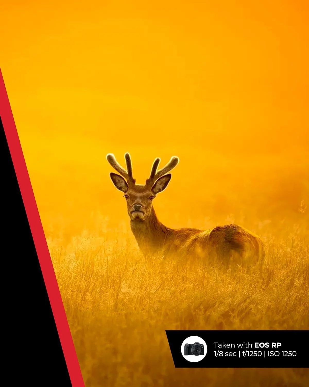 لنز Canon RF 100-400mm F5.6-8 IS USM - لنز برای دوربین های سیستم Canon R، ایده آل برای عکاسی از حیات وحش، ورزش، اکشن و هوانوردی. لنز Canon RF 100-400mm F5.6-8 IS USM - لنز برای دوربین های سیستم Canon R، ایده آل برای عکاسی از حیات وحش، ورزش، اکشن و هوانوردی.