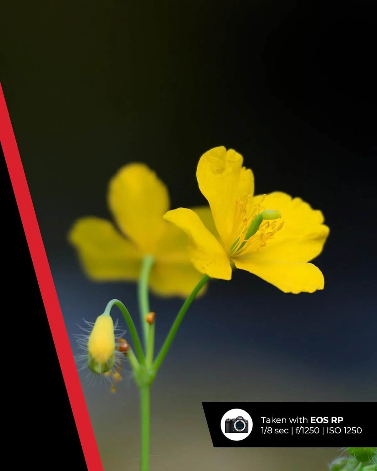 لنز Canon RF 100-400mm F5.6-8 IS USM - لنز برای دوربین های سیستم Canon R، ایده آل برای عکاسی از حیات وحش، ورزش، اکشن و هوانوردی. لنز Canon RF 100-400mm F5.6-8 IS USM - لنز برای دوربین های سیستم Canon R، ایده آل برای عکاسی از حیات وحش، ورزش، اکشن و هوانوردی.