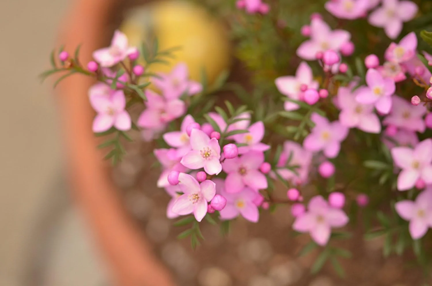 لنز ماکرو سیگما 105mm F2.8 EX DG OS HSM برای کانن لنز ماکرو سیگما 105mm F2.8 EX DG OS HSM برای کانن