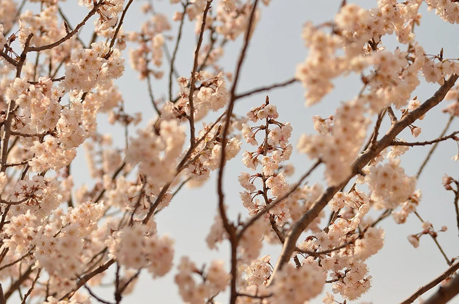لنز ماکرو سیگما 105mm F2.8 EX DG OS HSM برای کانن لنز ماکرو سیگما 105mm F2.8 EX DG OS HSM برای کانن
