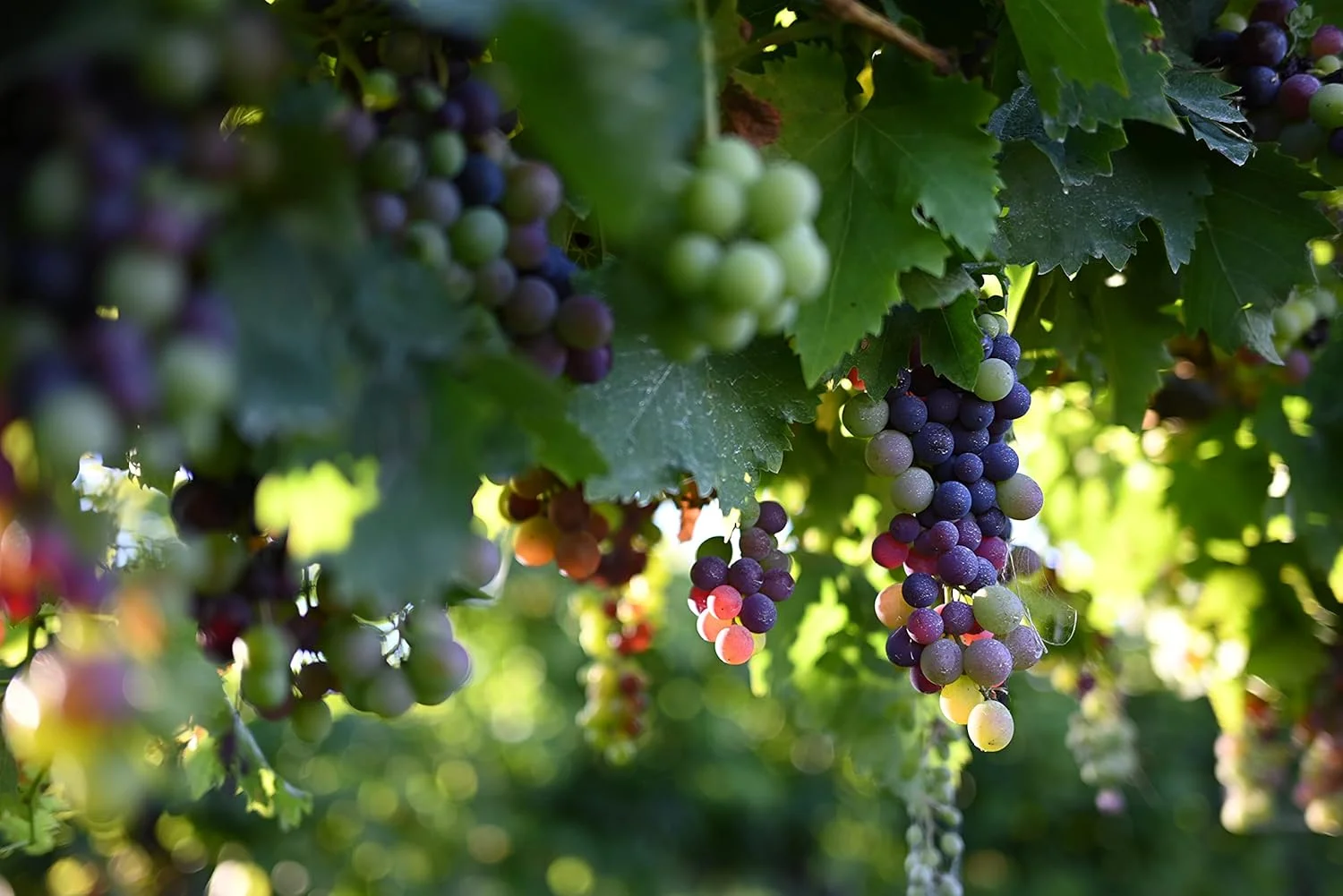 لنز نیکون NIKKOR Z 40mm f/2، مشکی لنز نیکون NIKKOR Z 40mm f/2، مشکی