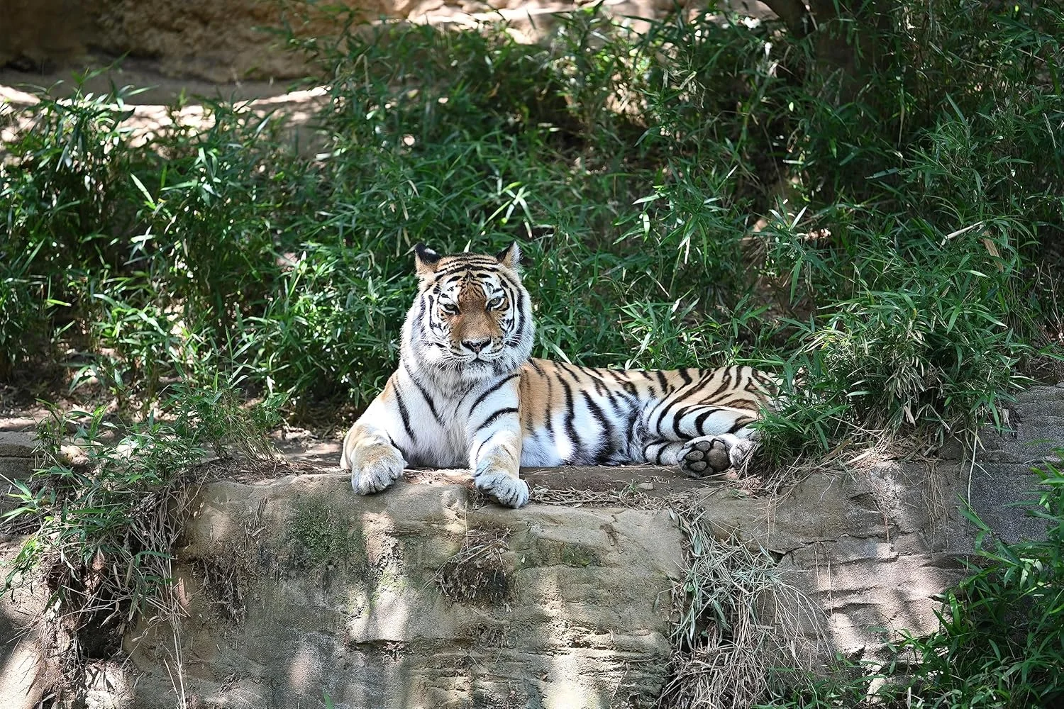 لنز تله کانورتور نیکون Z مدل Tc-2.0X لنز تله کانورتور نیکون Z مدل Tc-2.0X