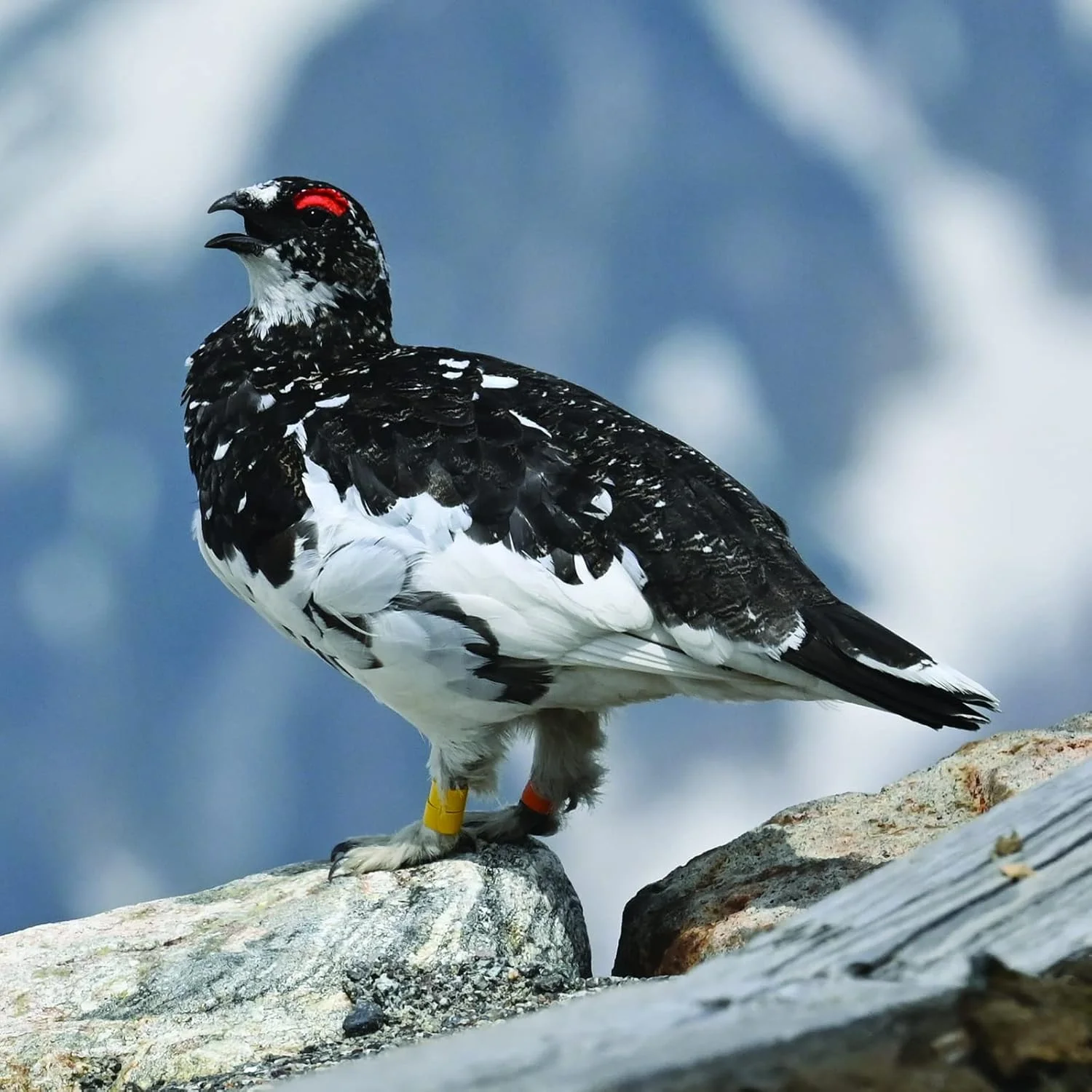 لنز NIKKOR Z 100-400mm f/4.5-5.6 VR S