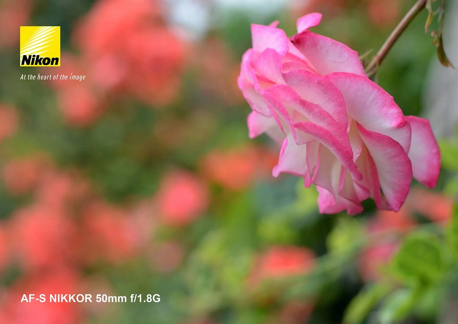 لنز نیکون AF-S 50/1.8G AF NIKKOR 50mm f/1.8G برای دوربین های DSLR لنز نیکون AF-S 50/1.8G AF NIKKOR 50mm f/1.8G برای دوربین های DSLR