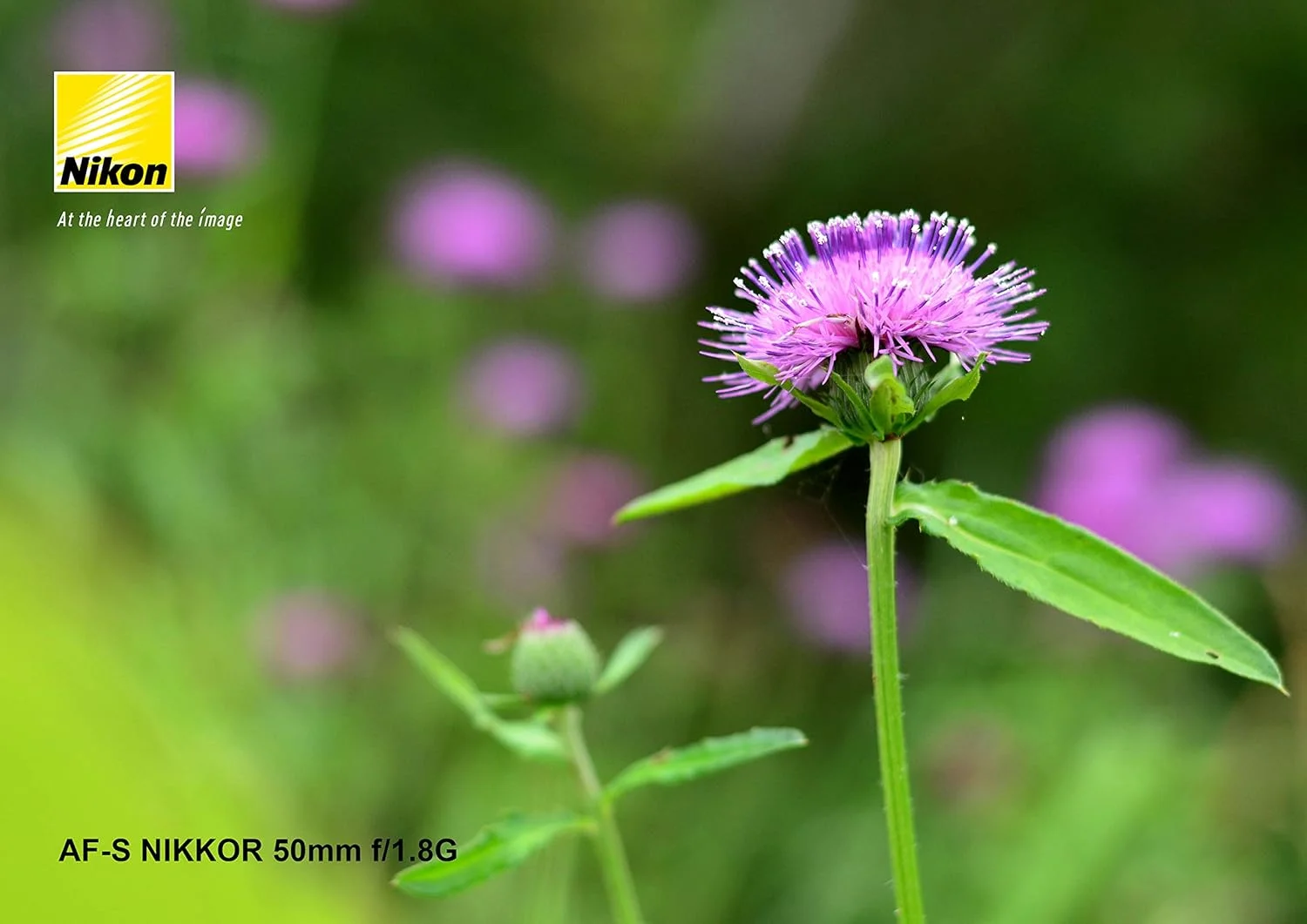 لنز نیکون AF-S 50/1.8G AF NIKKOR 50mm f/1.8G برای دوربین های DSLR لنز نیکون AF-S 50/1.8G AF NIKKOR 50mm f/1.8G برای دوربین های DSLR