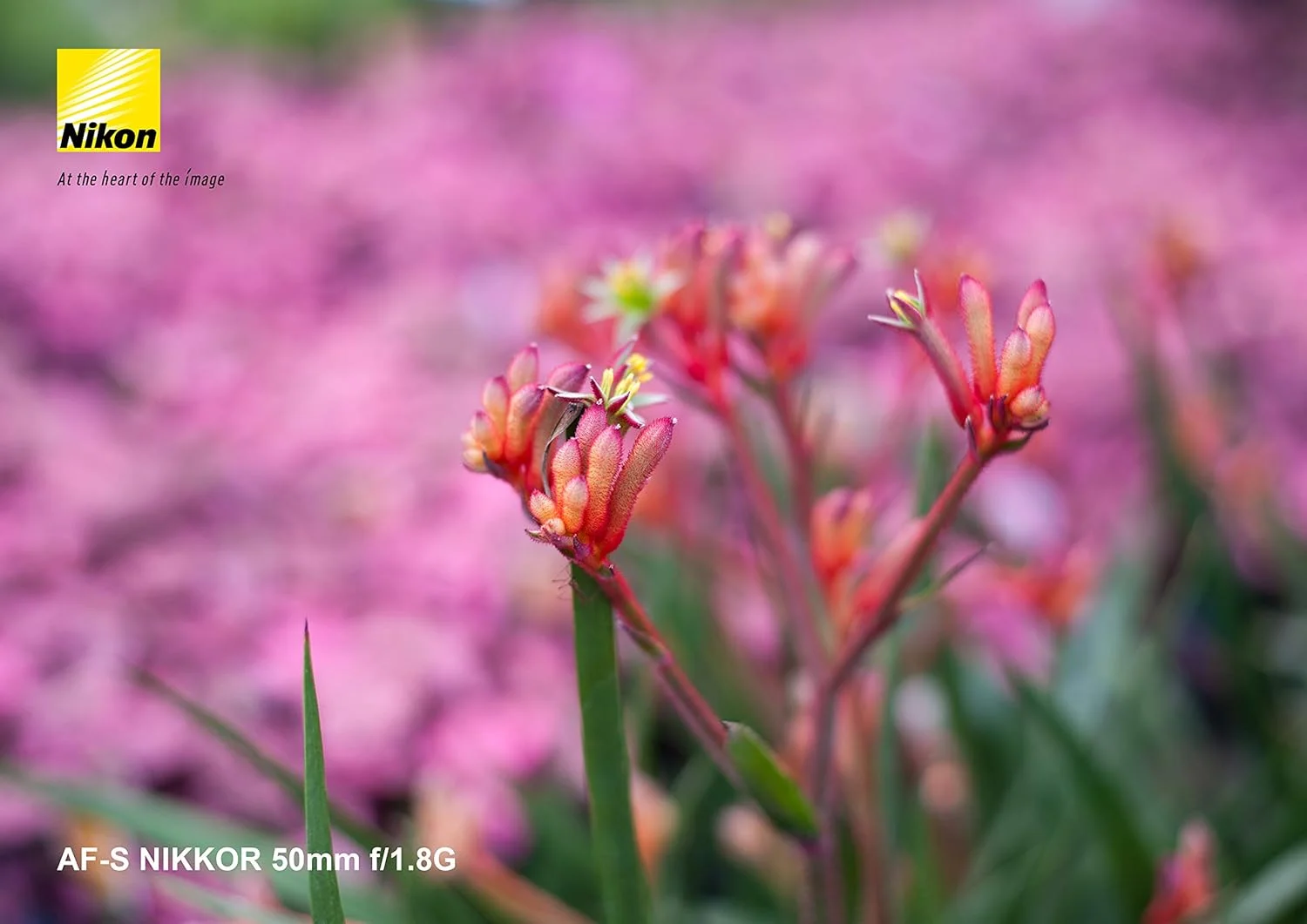 لنز نیکون AF-S 50/1.8G AF NIKKOR 50mm f/1.8G برای دوربین های DSLR لنز نیکون AF-S 50/1.8G AF NIKKOR 50mm f/1.8G برای دوربین های DSLR