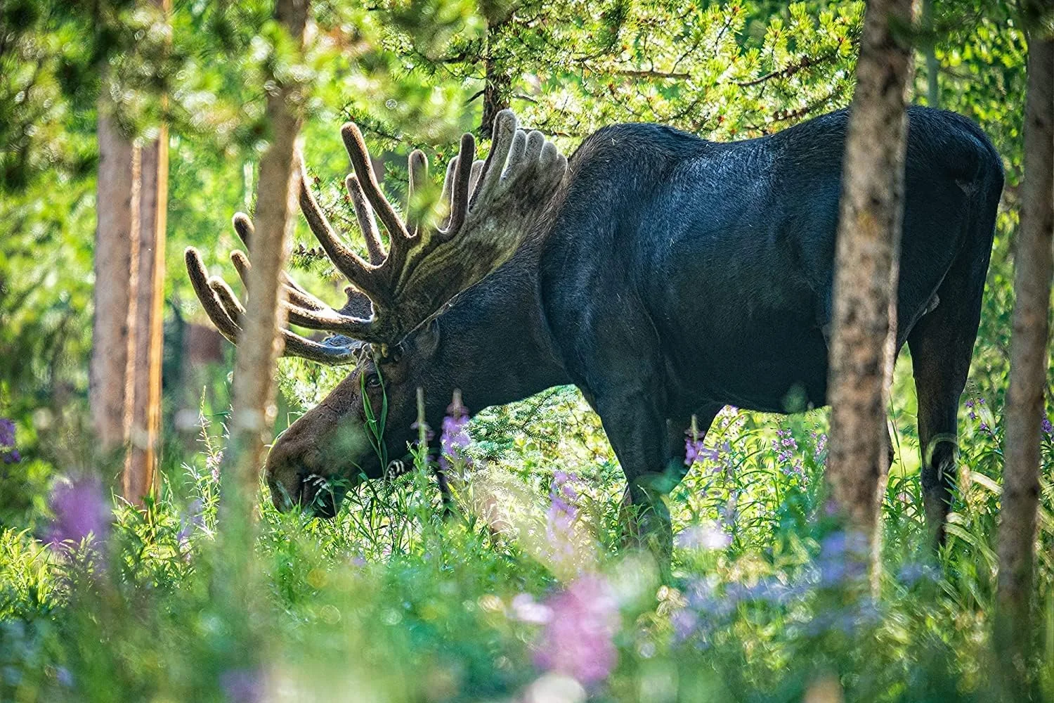 لنز سیگما 150-600mm F5-6.3 DG DN OS Sports برای مانت L، نسخه امارات لنز سیگما 150-600mm F5-6.3 DG DN OS Sports برای مانت L، نسخه امارات