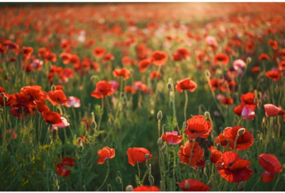 سیگما 28-45mm F1.8 DG DN برای Sony E سیگما 28-45mm F1.8 DG DN برای Sony E