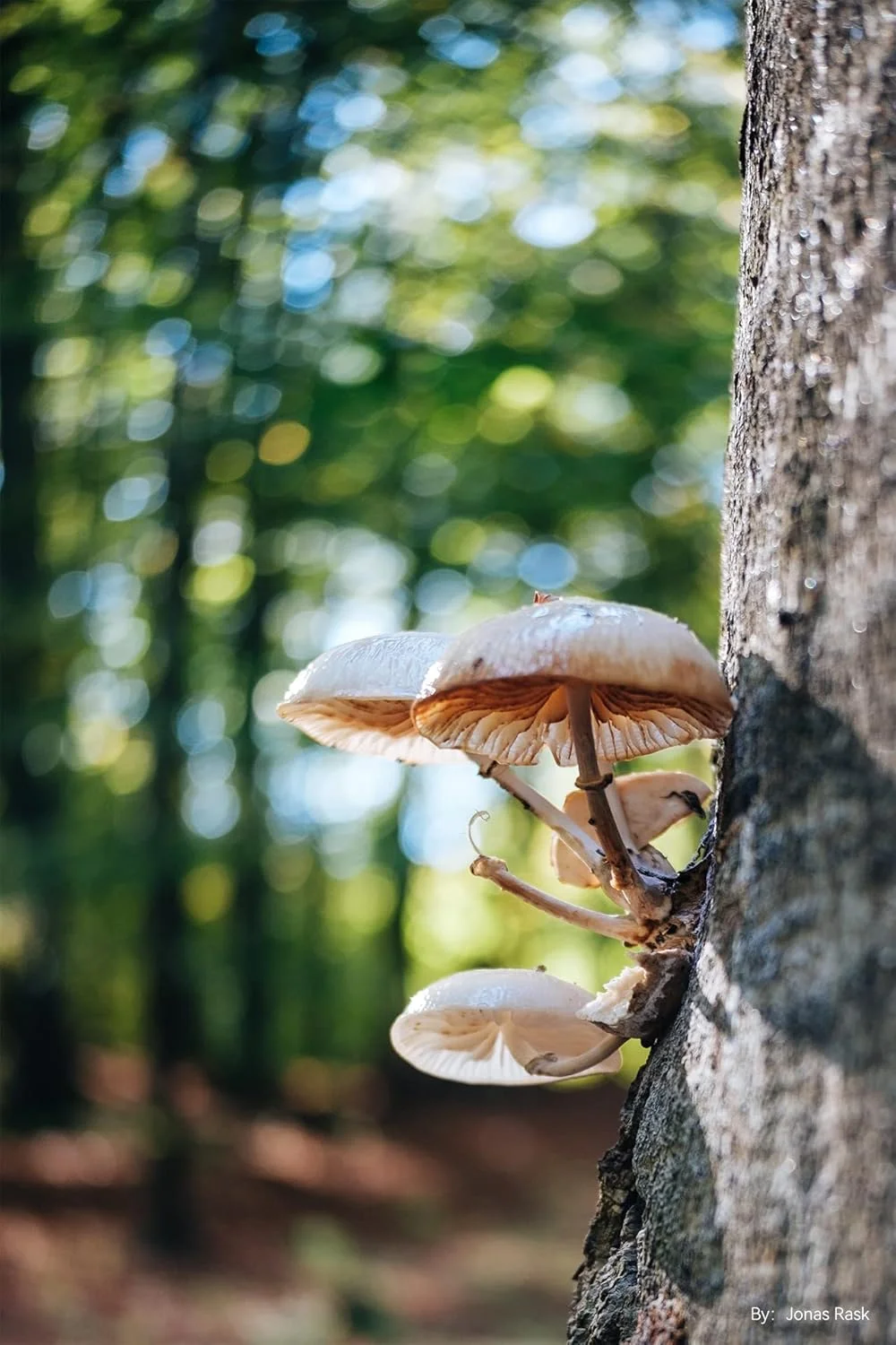 لنز دوربین TTArtisan AF 27mm F2.8 XF با فوکوس خودکار APS-C سازگار با دوربین های فوجی X-Mount مدل های XS10 X-A5 X-A7 X-M1 X-M2 X-E4 X-T1 X-T10 X-T2 X-T20 X-T3 X-T4 X-T100 X-T200 X-T30 X-Pro1 (مشکی)