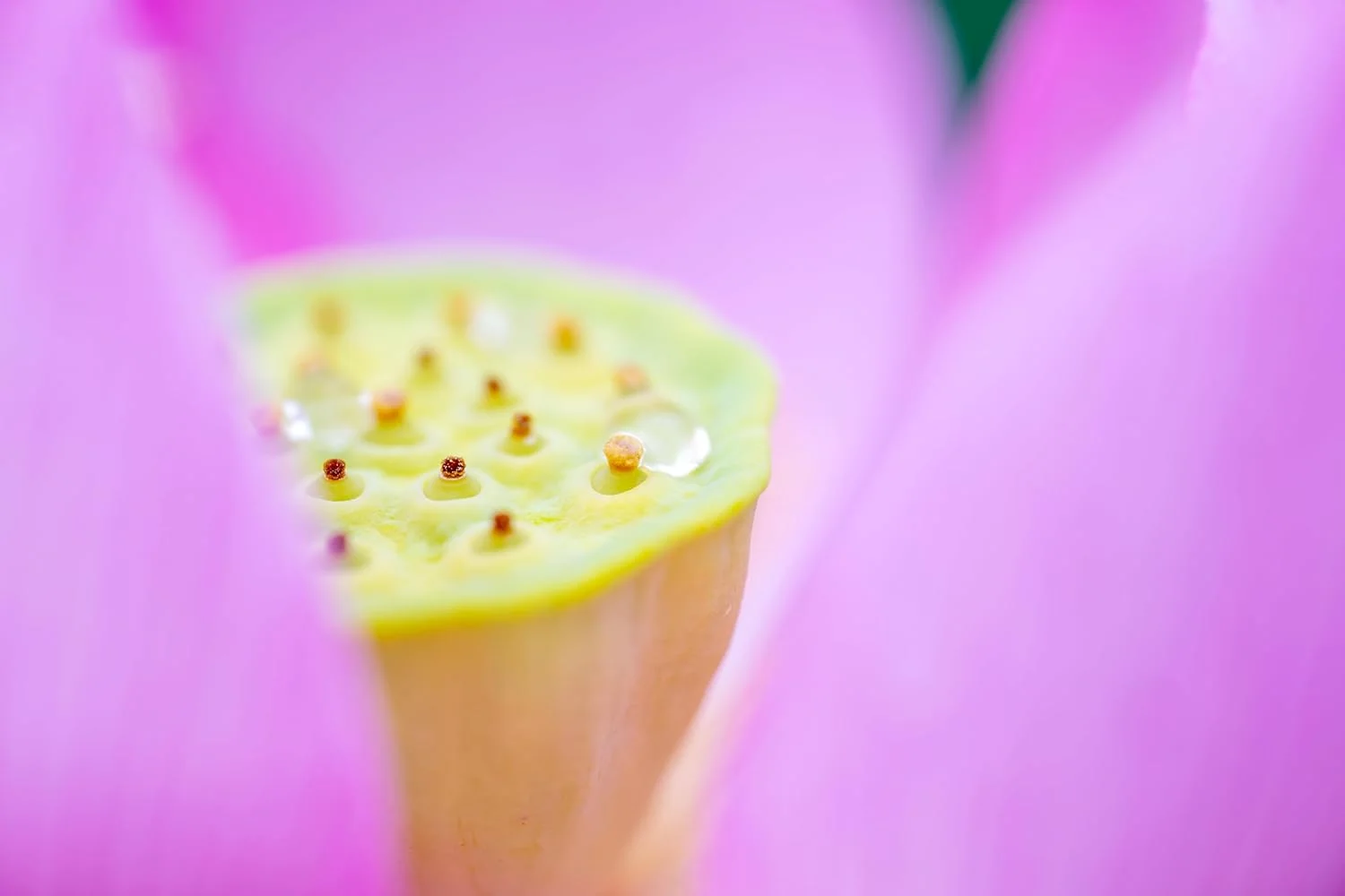لنز تامرون 90 میلیمتر F/2.8 Di III Macro VXD برای نیکون Z-Mount لنز تامرون 90 میلیمتر F/2.8 Di III Macro VXD برای نیکون Z-Mount