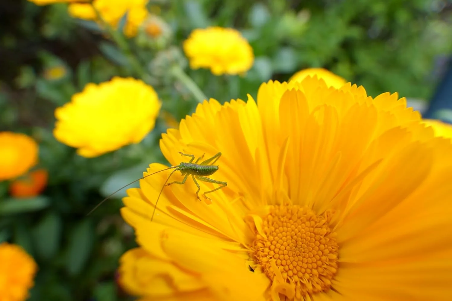 لنز تامرون B060 11-20mm F/2.8 DI III-A Rxd، لنز برای Sony E-Mount (Aps-C) نسخه امارات لنز تامرون B060 11-20mm F/2.8 DI III-A Rxd، لنز برای Sony E-Mount (Aps-C) نسخه امارات