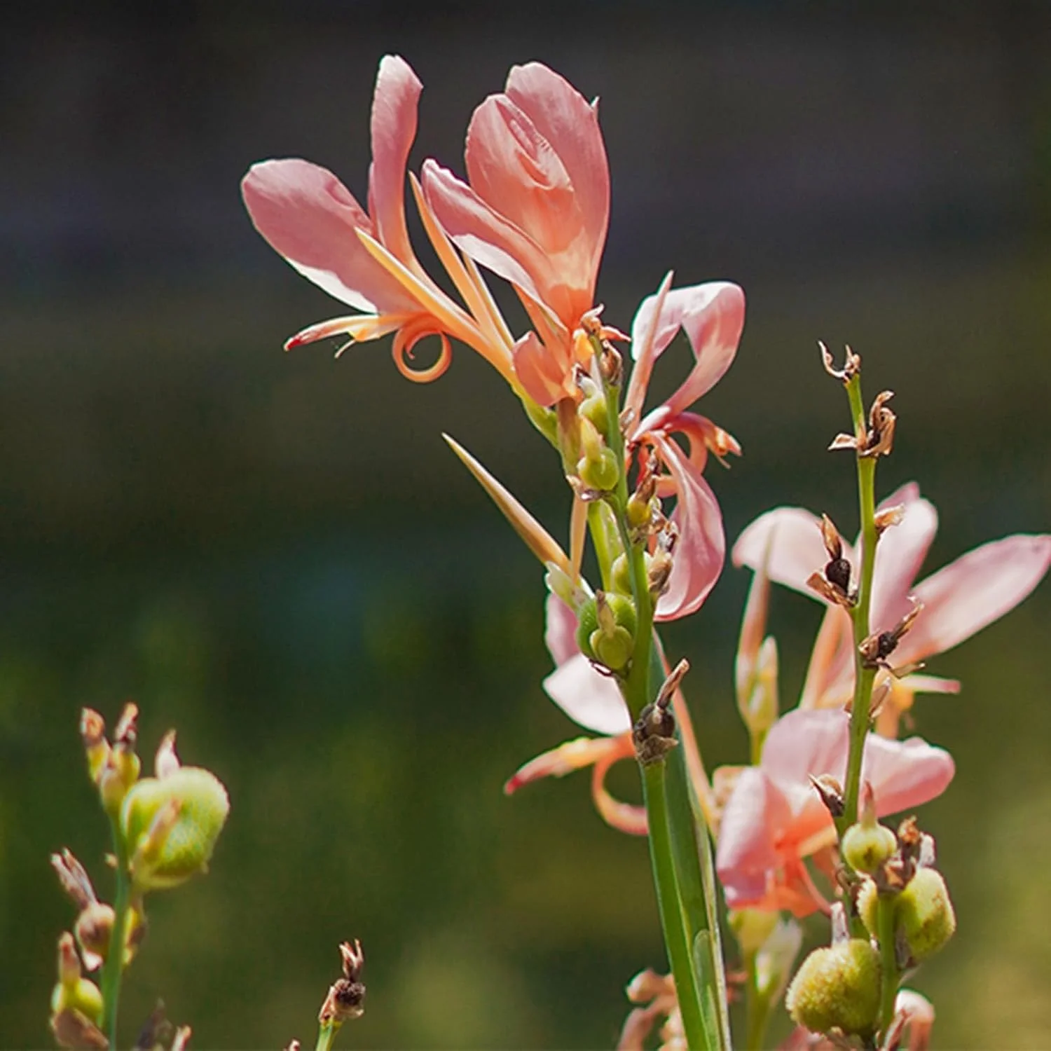 لنز استاندارد پرایم YONGNUO مدل YN50MM F1.8S DA DSM II، فوکوس خودکار دیافراگم بزرگ F1.8، فریم APS-C برای دوربین های بدون آینه Sony E-Mount لنز استاندارد پرایم YONGNUO مدل YN50MM F1.8S DA DSM II، فوکوس خودکار دیافراگم بزرگ F1.8، فریم APS-C برای دوربین های بدون آینه Sony E-Mount