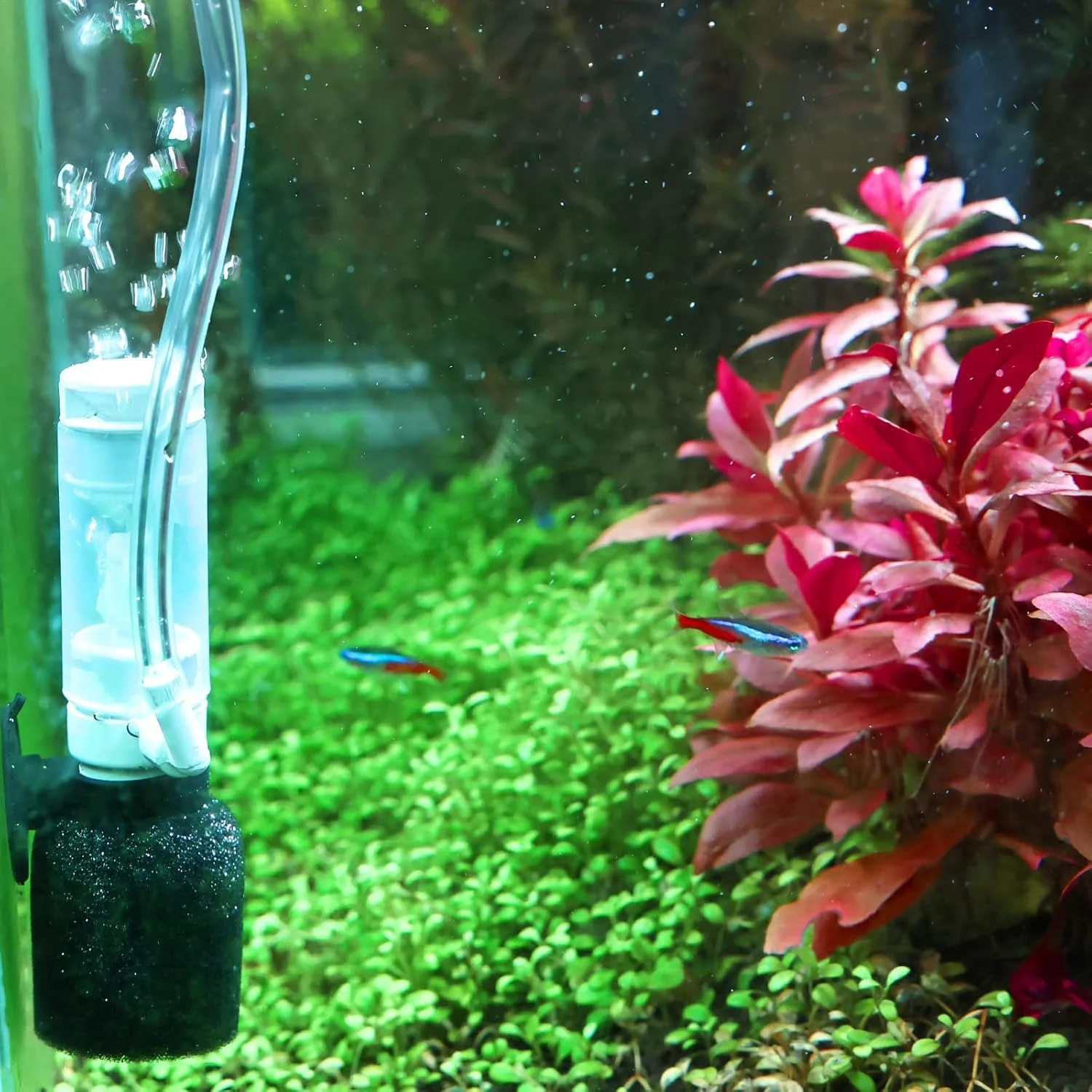 فیلتر اسفنجی آکواریوم کوچک Excefore، 2 عدد کیت فیلتر فوم میگو و ماهی بتا با لوله هوا، فیلتر داخلی بی صدا برای آکواریوم آب شیرین، آب شور، اکسیژن رسانی و فیلتراسیون آکواریوم کوچک فیلتر اسفنجی آکواریوم کوچک Excefore، 2 عدد کیت فیلتر فوم میگو و ماهی بتا با لوله هوا، فیلتر داخلی بی صدا برای آکواریوم آب شیرین، آب شور، اکسیژن رسانی و فیلتراسیون آکواریوم کوچک