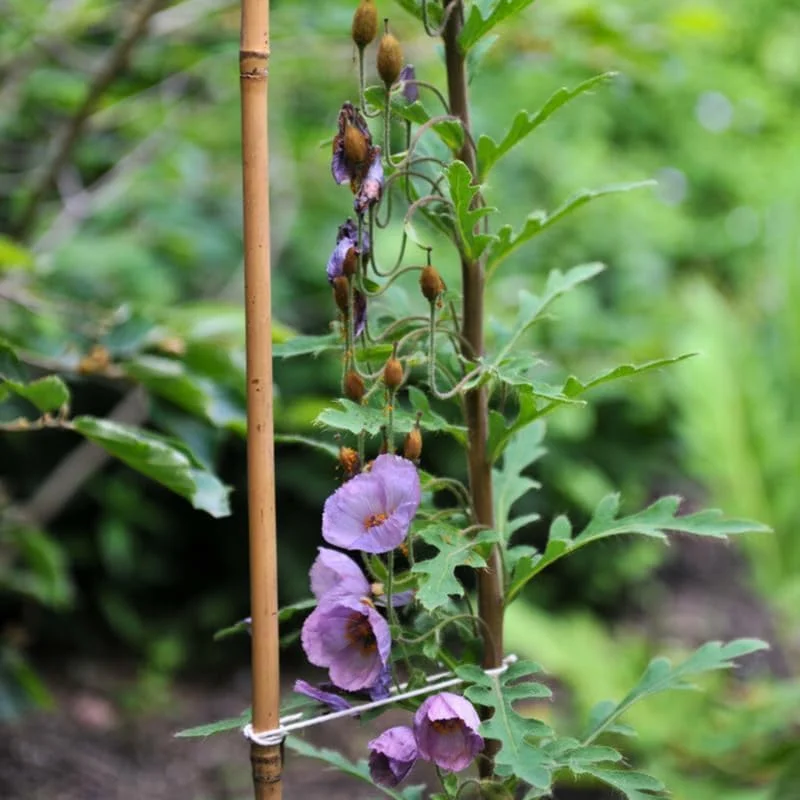 چوب های بامبو طبیعی Ahlatech برای پشتیبانی از گیاهان - چوب باغبانی بادوام و سازگار با محیط زیست برای گل ها، سبزیجات و گیاهان رونده 150 سانتی متر، 180 سانتی متر، 210 سانتی متر، 240 سانتی متر و 300 سانتی متر (240 سانتی متر x 10 عدد)