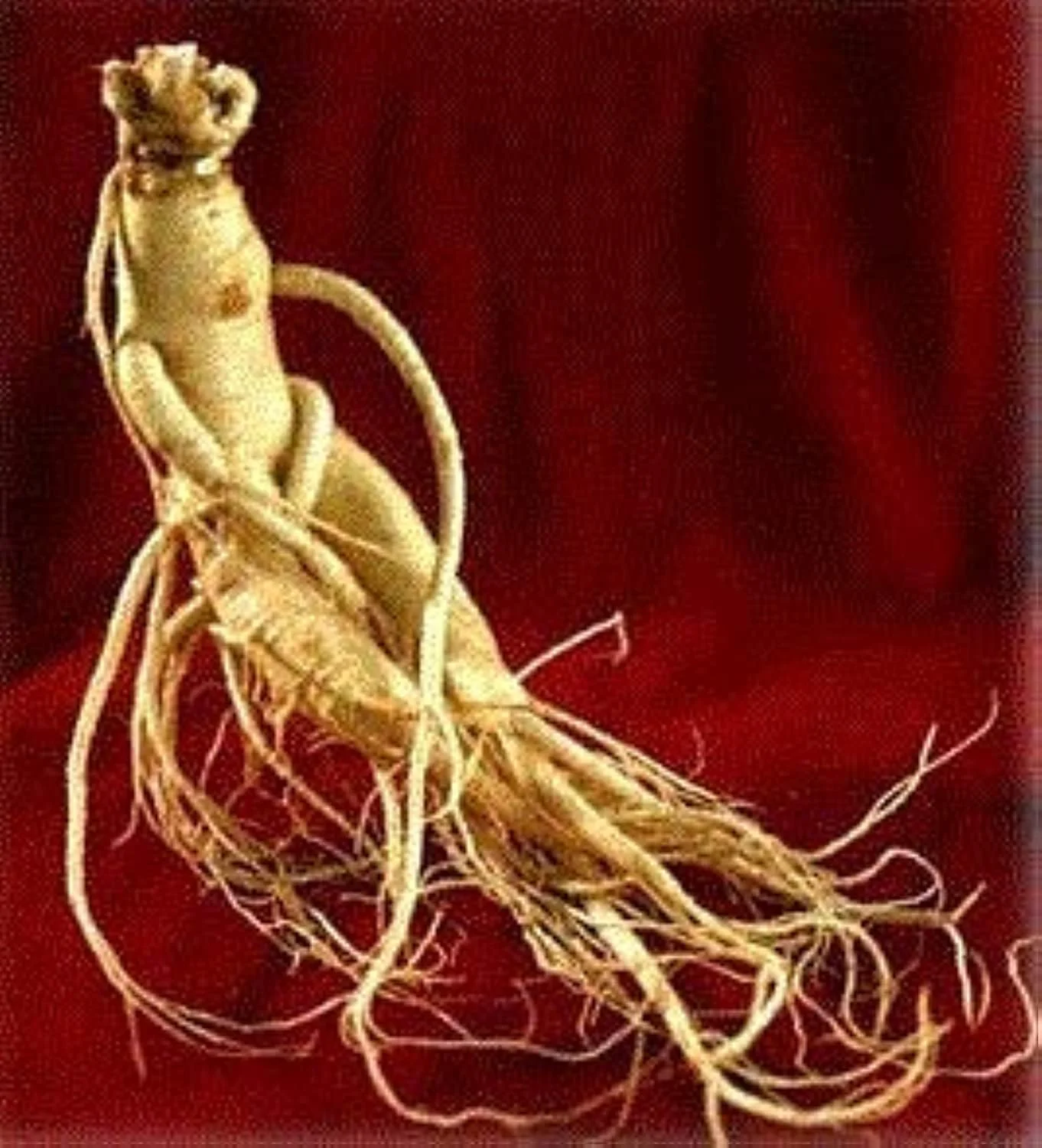 داروی گیاهی لقمان چینی خام تازه (100 گرم)