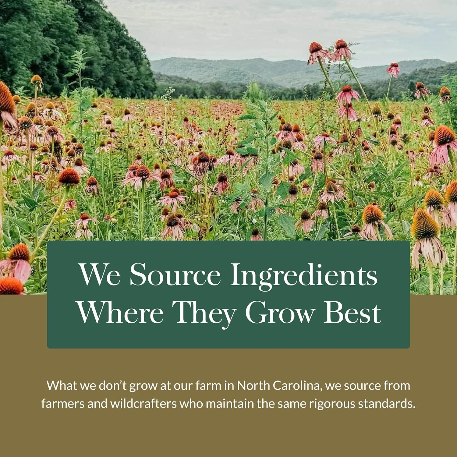 گیاه روديولا رزآ Gaia Herbs - مکمل پشتیبانی از استرس، به طور سنتی برای حمایت از بنیه و استقامت سالم - حاوی عصاره ریشه رودیولا سیبری - 60 کپسول فیتو مایع گیاهی (مناسب برای 30 روز)