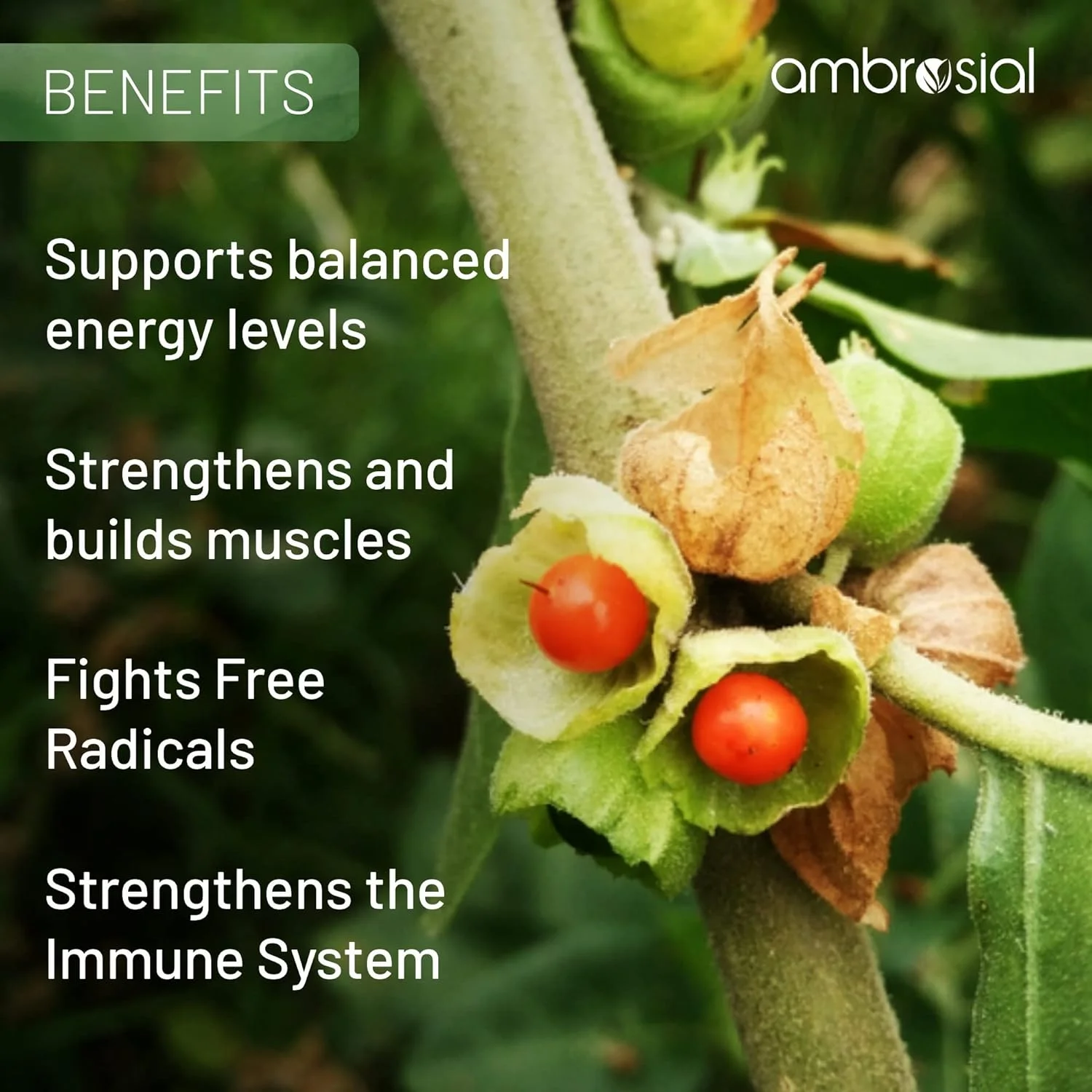 کپسول های آشواگاندا آمبروسیال 500 میلی گرم در هر کپسول | پودر ریشه آشواگاندا با قدرت بالا | مکمل گیاهی با پشتیبانی از سیستم ایمنی | غیر GMO و بدون گلوتن (بسته 1 عددی) کپسول های آشواگاندا آمبروسیال 500 میلی گرم در هر کپسول | پودر ریشه آشواگاندا با قدرت بالا | مکمل گیاهی با پشتیبانی از سیستم ایمنی | غیر GMO و بدون گلوتن (بسته 1 عددی)