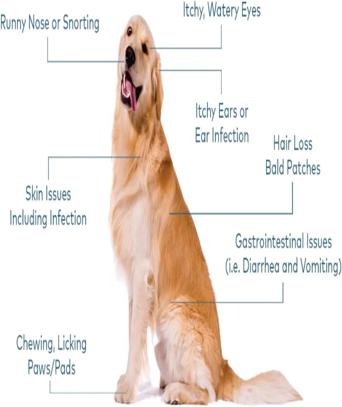قرص بیوتین و زینک سگ بایو پت اکتیو بایودرم داگ 75 عددی قرص بیوتین و زینک سگ بایو پت اکتیو بایودرم داگ 75 عددی